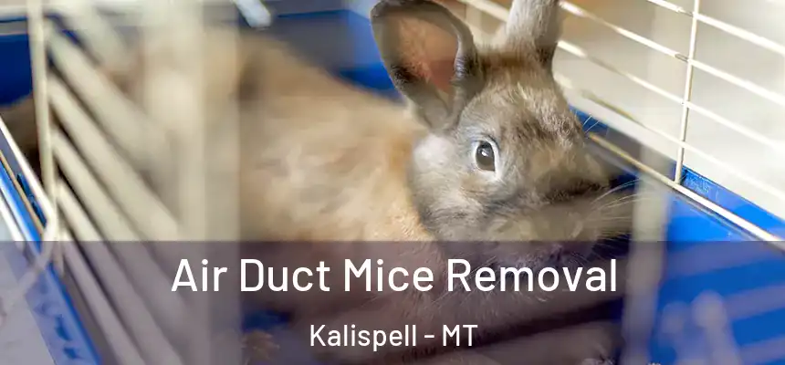  Air Duct Mice Removal Kalispell - MT